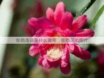 倒插莲花是什么意思，倒插花的图片