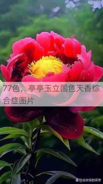 77色，亭亭玉立国色天香综合症图片