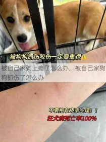 被自己家狗上瘾了怎么办，被自己家狗狗抓伤了怎么办