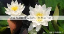 倒插莲花是什么意思，倒莲花的意义