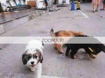 ZOOM人狗