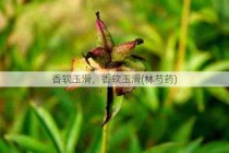 香软玉滑，香软玉滑(林芍药)