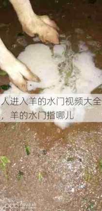 人进入羊的水门视频大全，羊的水门指哪儿