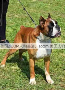 美国ZOOM人狗高清，zoom 美国人狗