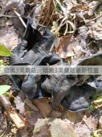 暗黑3黑蘑菇，暗黑3黑蘑菇最新位置