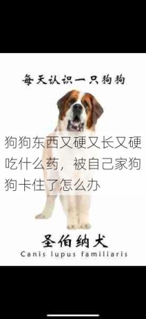 狗狗东西又硬又长又硬吃什么药，被自己家狗狗卡住了怎么办