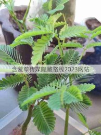 含羞草传媒隐藏路线2023网站