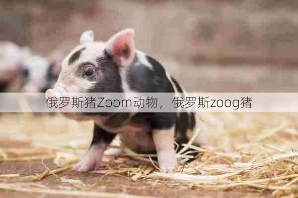 俄罗斯猪Zoom动物，俄罗斯zoog猪  第1张