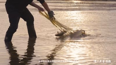 鲤鱼吸水的咬怎么做，鲤鱼吸水怎动图  第1张