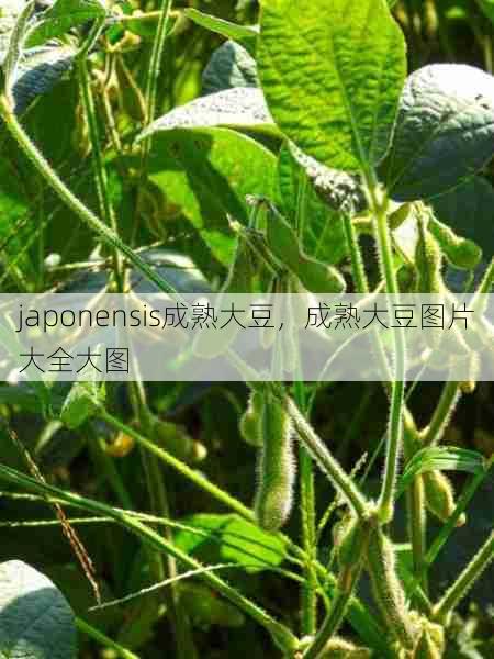 japonensis成熟大豆，成熟大豆图片大全大图  第1张