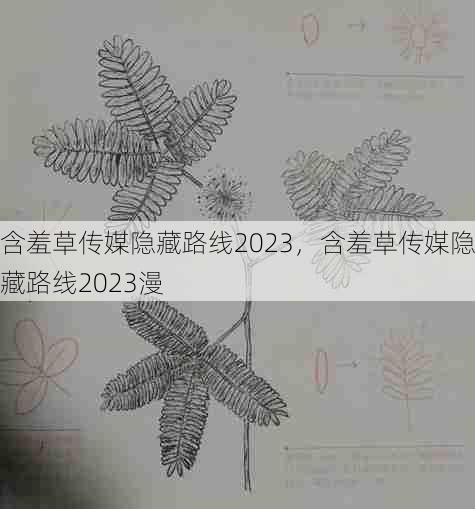 含羞草传媒隐藏路线2023，含羞草传媒隐藏路线2023漫  第1张